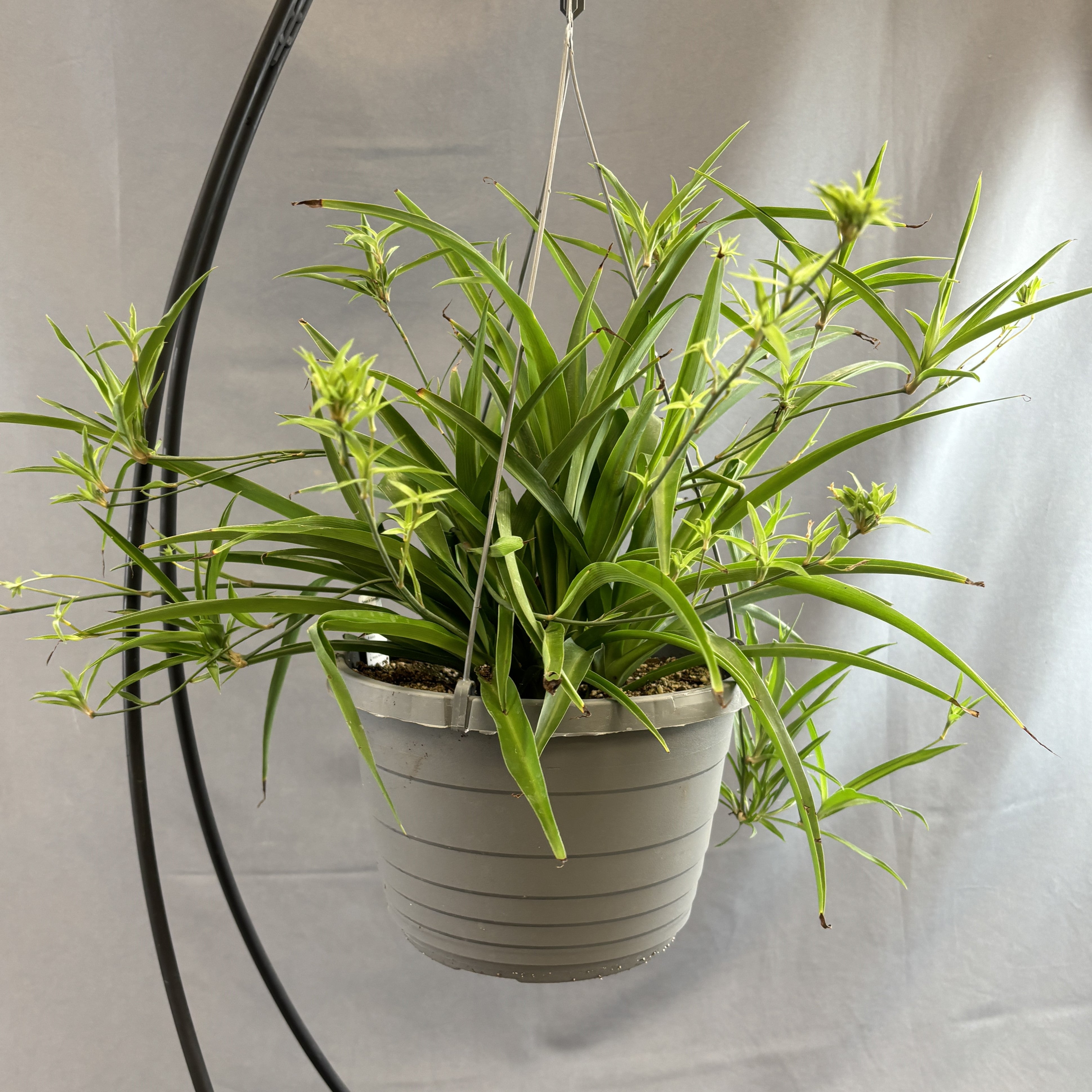 spider plant monocot or dicot Spider Plant