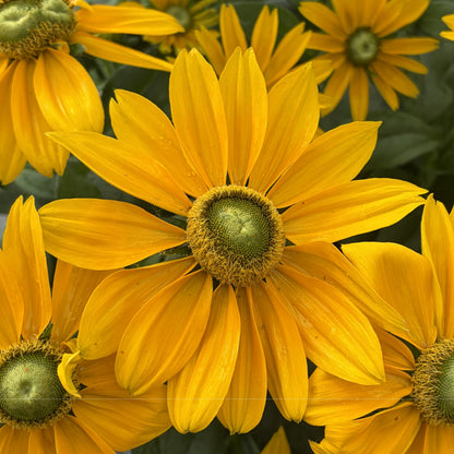 Black-Eyed Susan 'Sunbeckia'