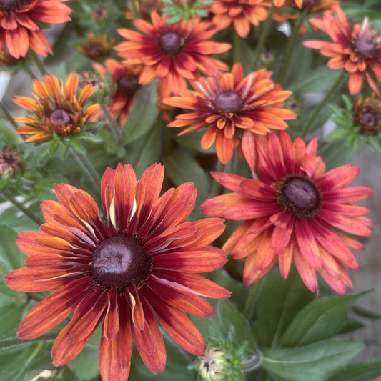Rudbeckia 'Sunbeckia'