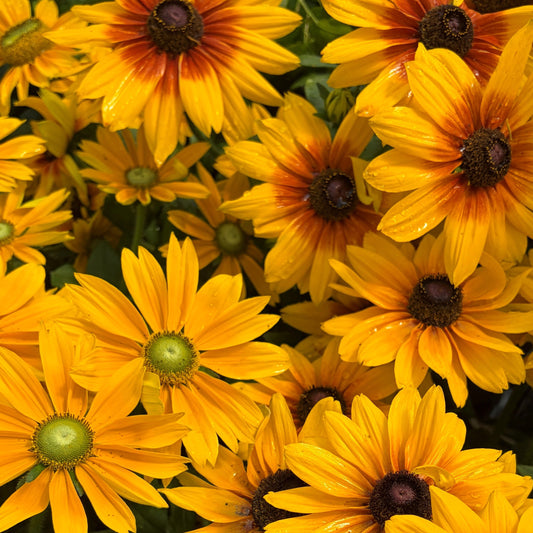 Black-Eyed Susan 'Sunbeckia'