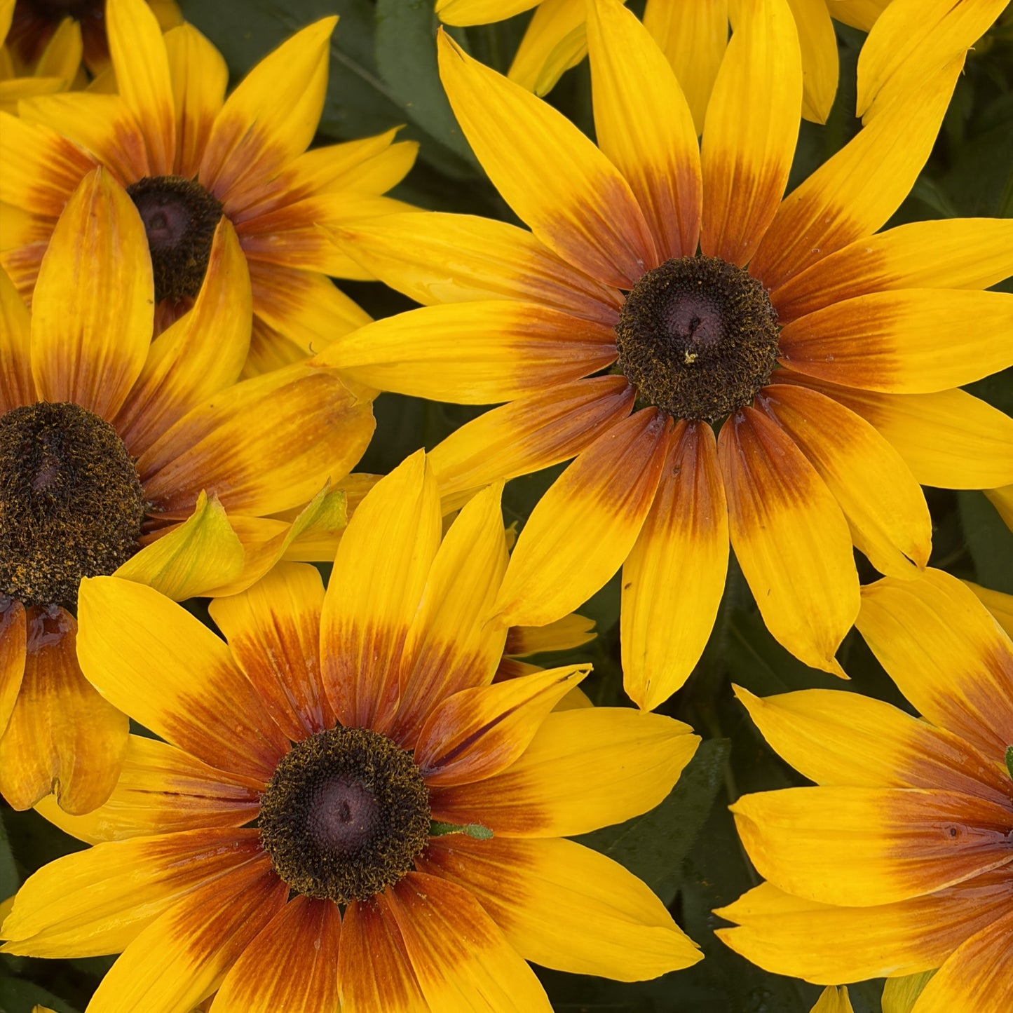 Black-Eyed Susan 'Sunbeckia'