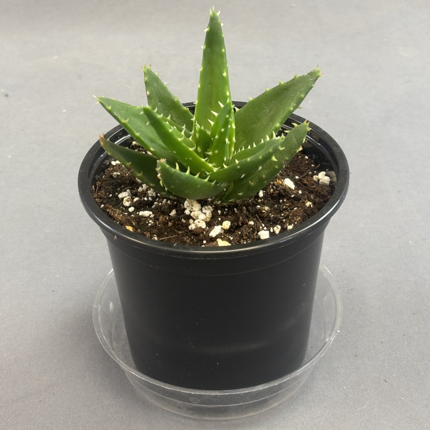 Aloe 'Mitre Aloe'
