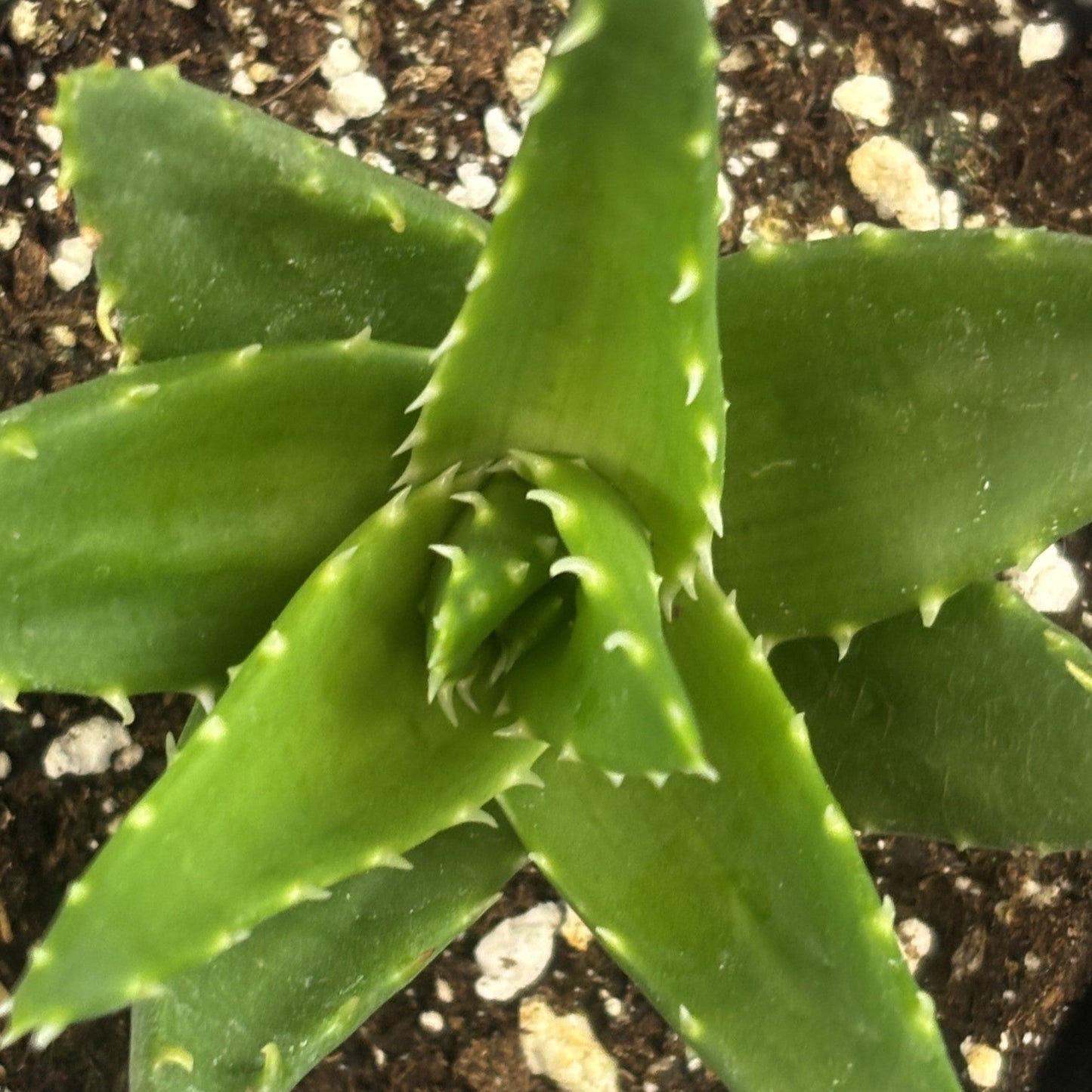 Aloe 'Mitre Aloe'