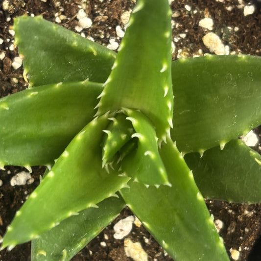 Aloe 'Mitre Aloe'