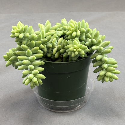 Burro's-Tail