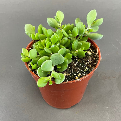 Cotyledon Pendens