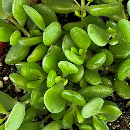 Cotyledon Pendens