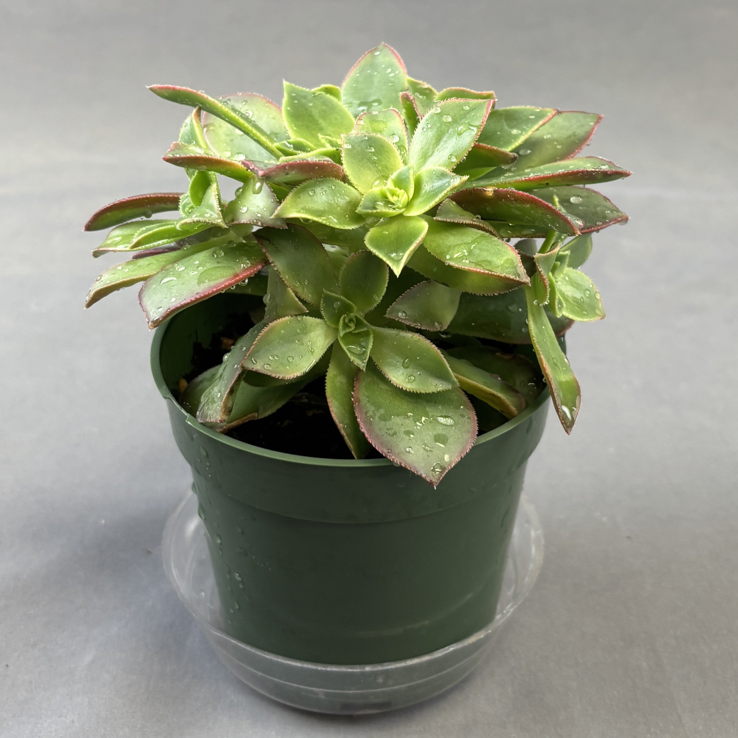 Aeonium 'kiwi'
