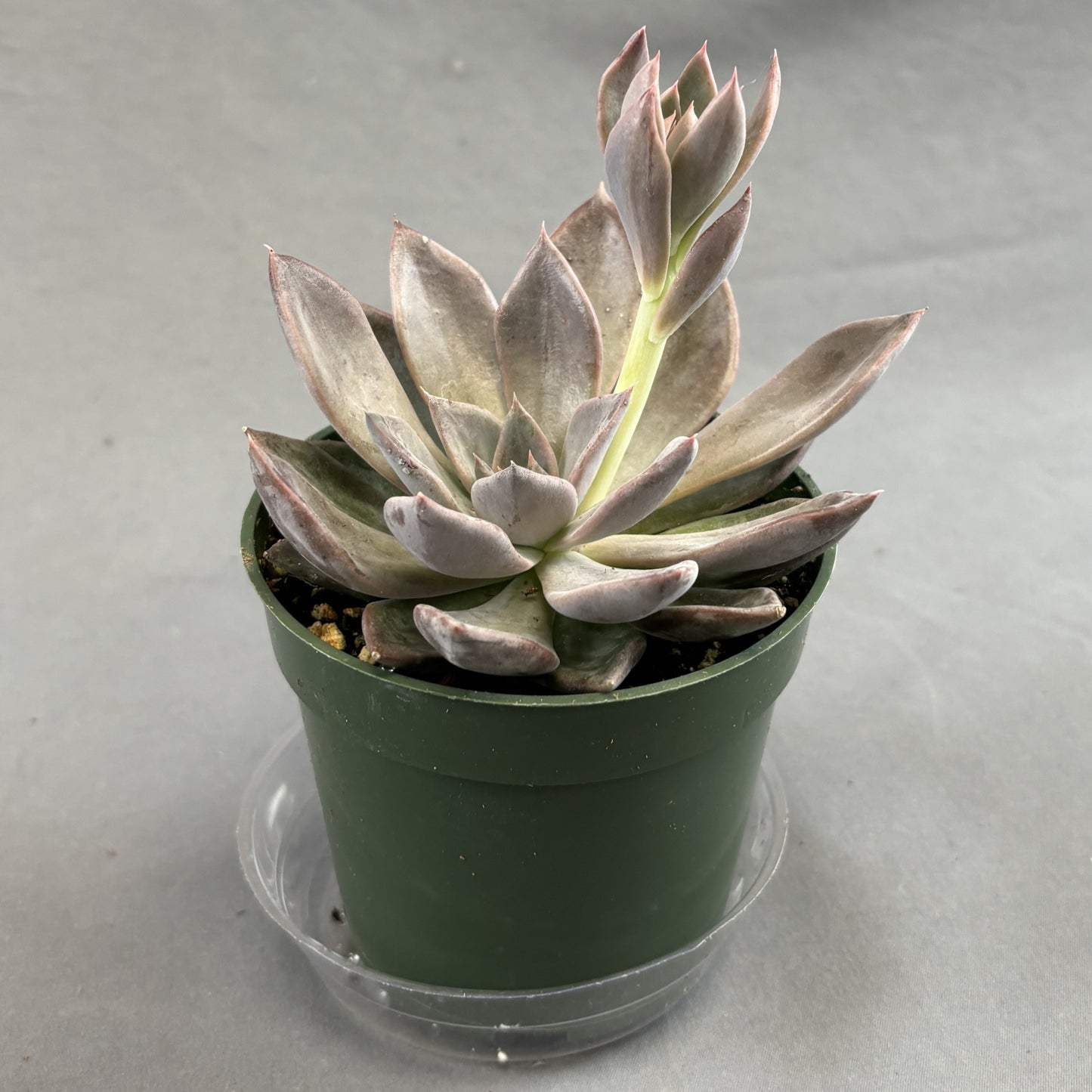 Echeveria 'Silver Shine'