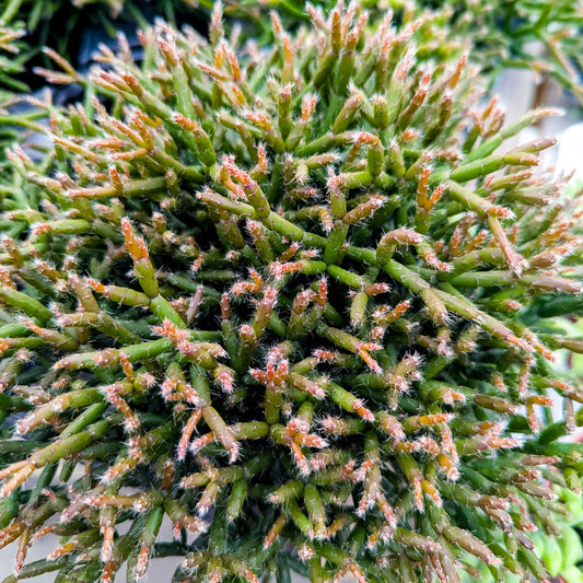 Mistletoe Cactus