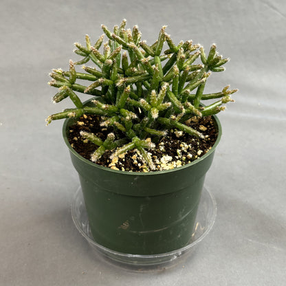 S. Rhipsalis burchellii Mistletoe Cactus