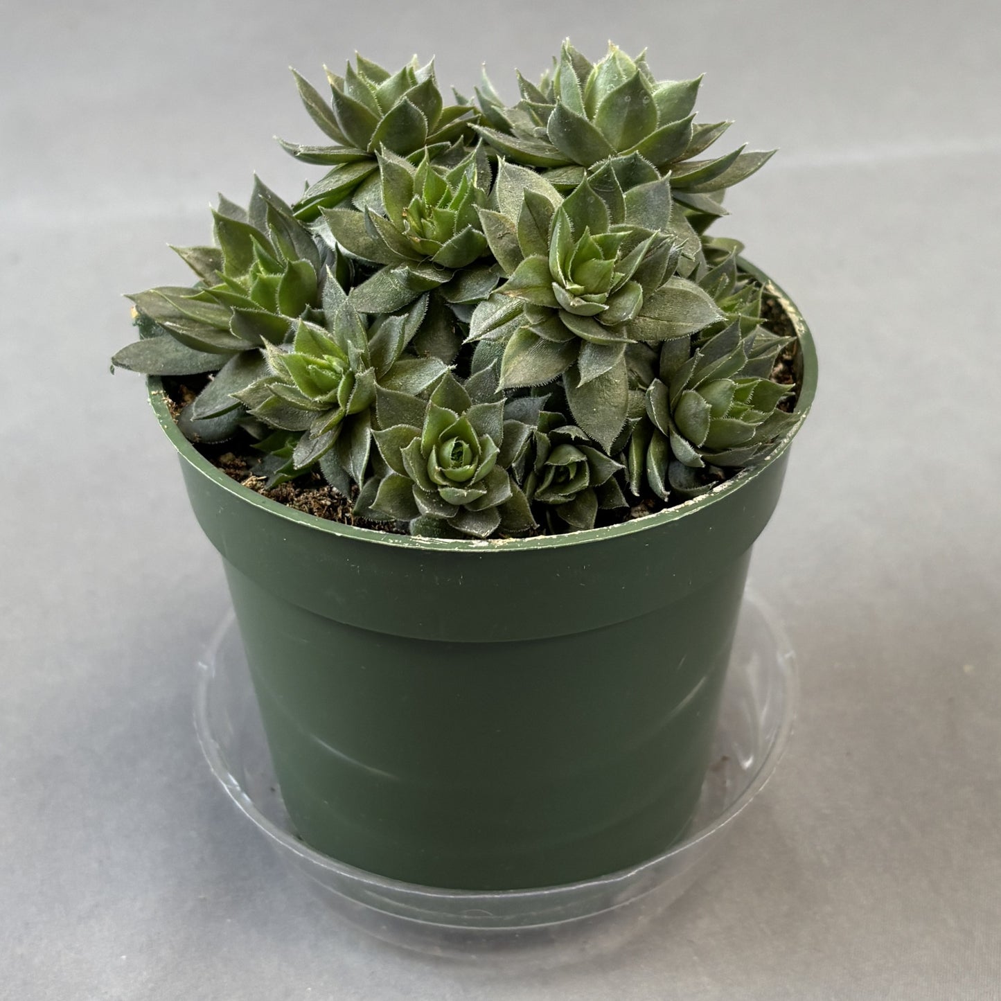 Braun's Hens and Chicks