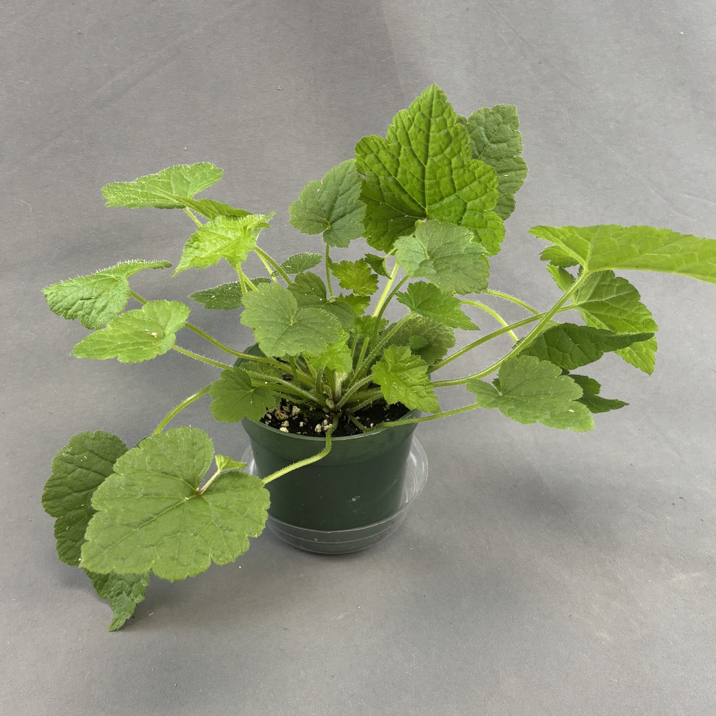 Piggyback Plant