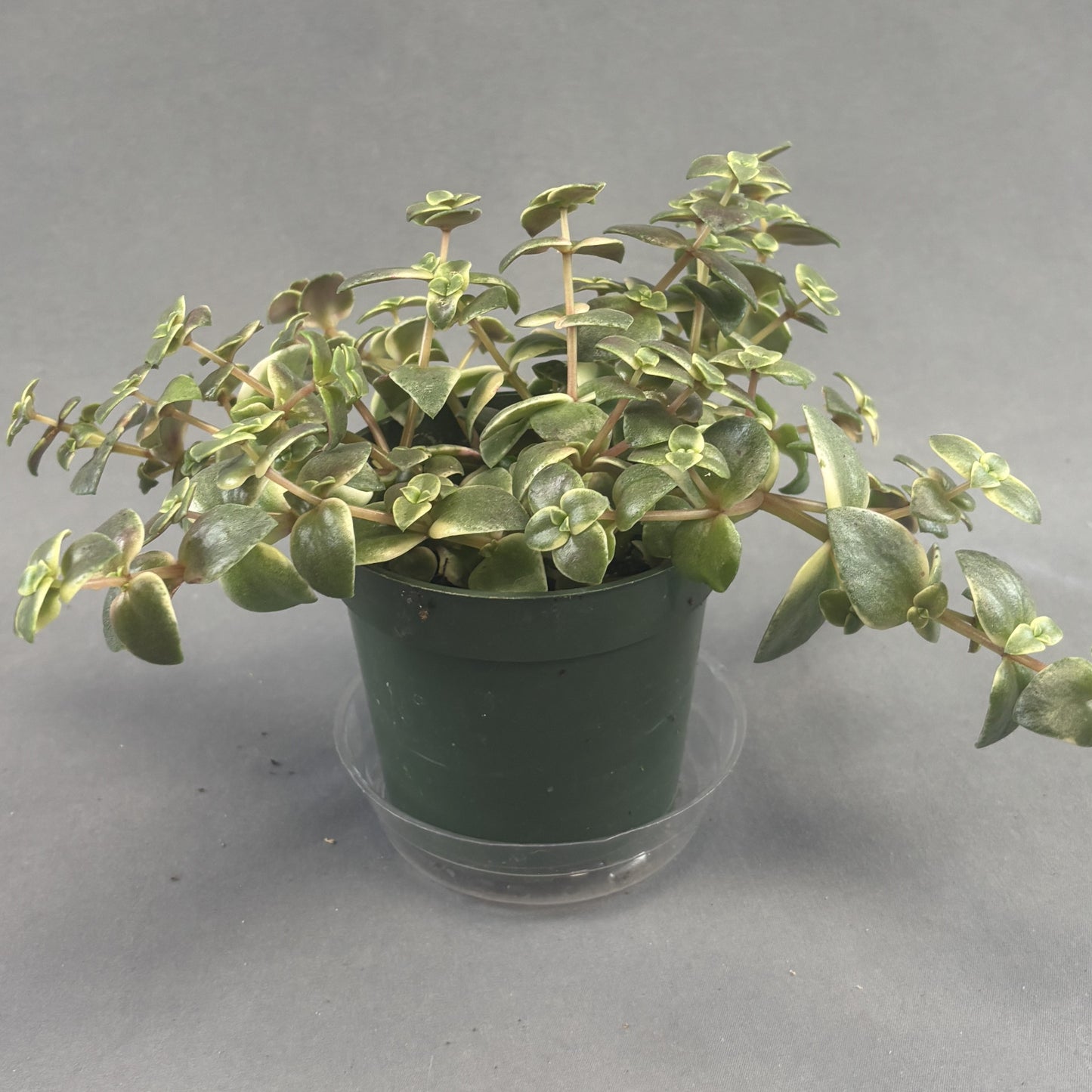Crassula 'Calico Kittens'