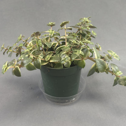 Crassula 'Calico Kittens'