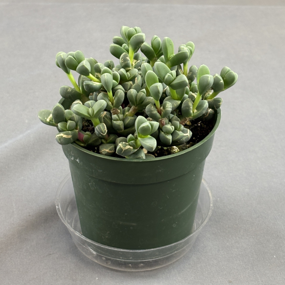 Delosperma 'Ice Plant'