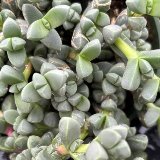 Delosperma 'Ice Plant'