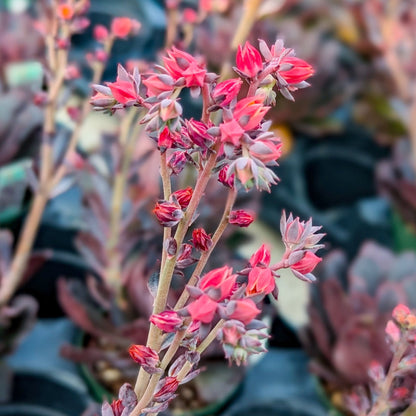 Echeveria 'Red Prince'