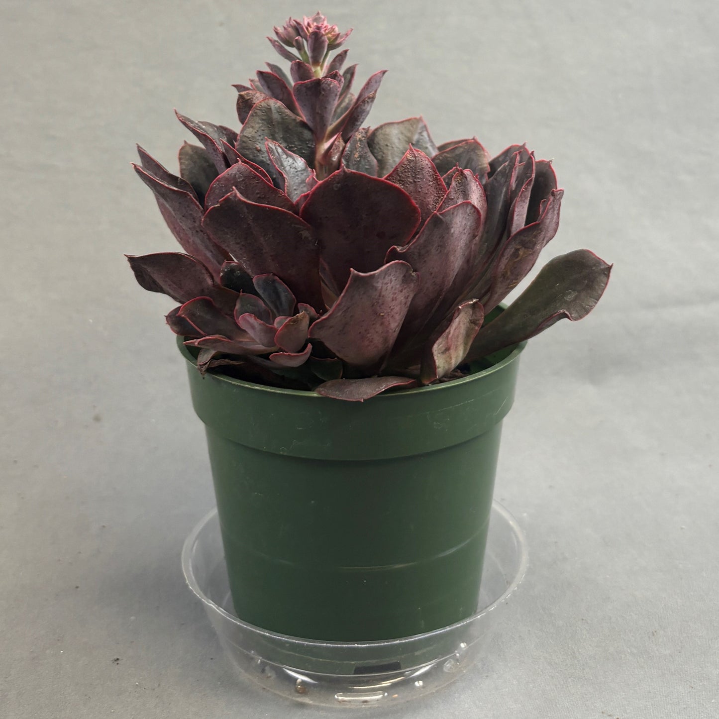 Echeveria 'Red Prince'
