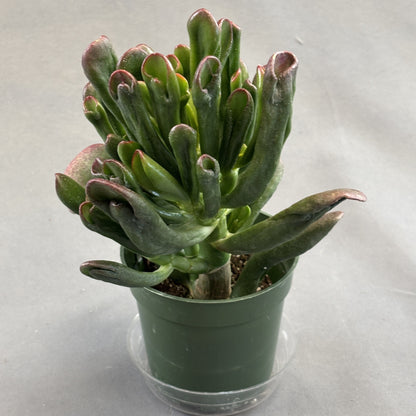 Hobbit Jade Plant