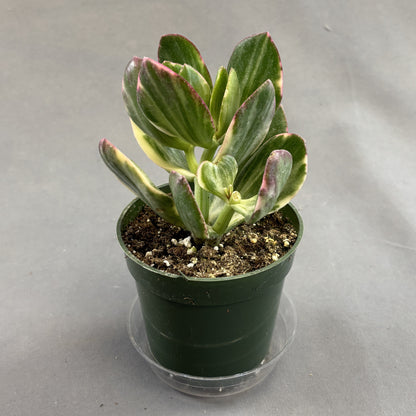 Jade Plant