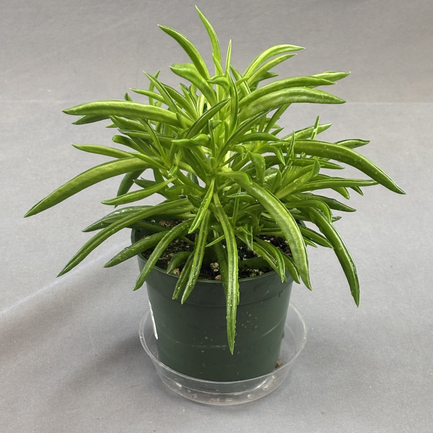 Peperomia 'Happy Bean'