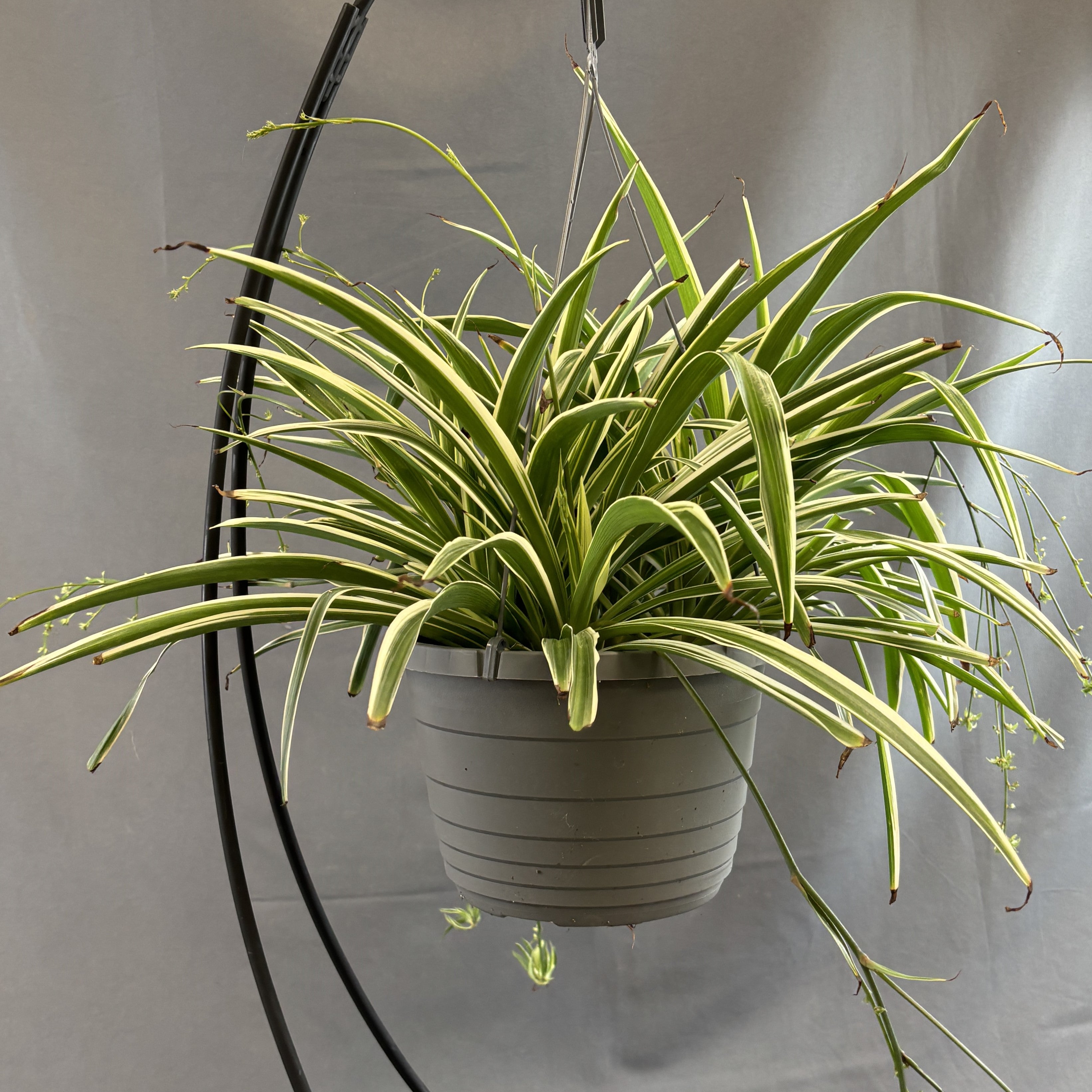 sticky spider plant Spider Plant