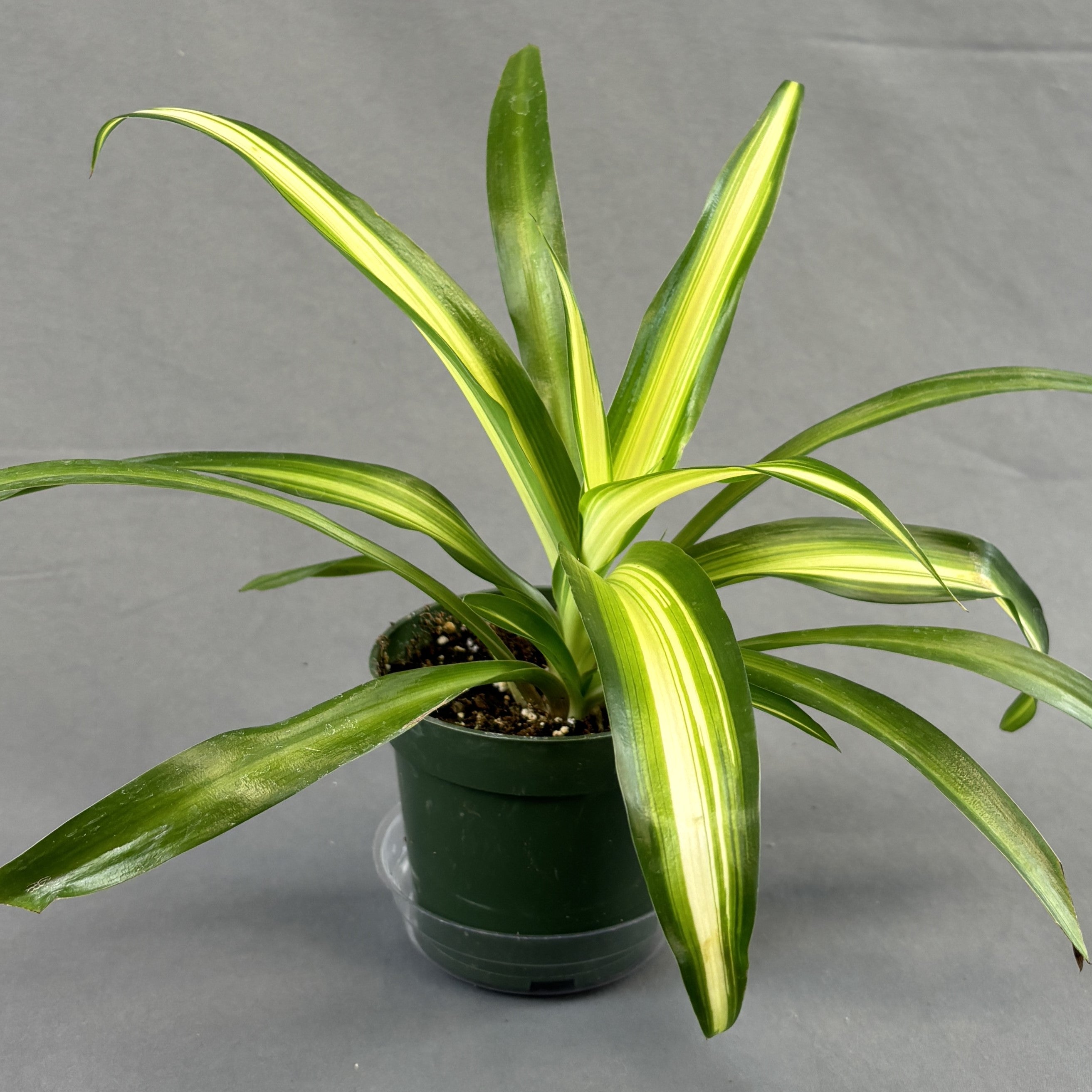 spider plant lemon Spider Plant – Scott's Nursery Ltd