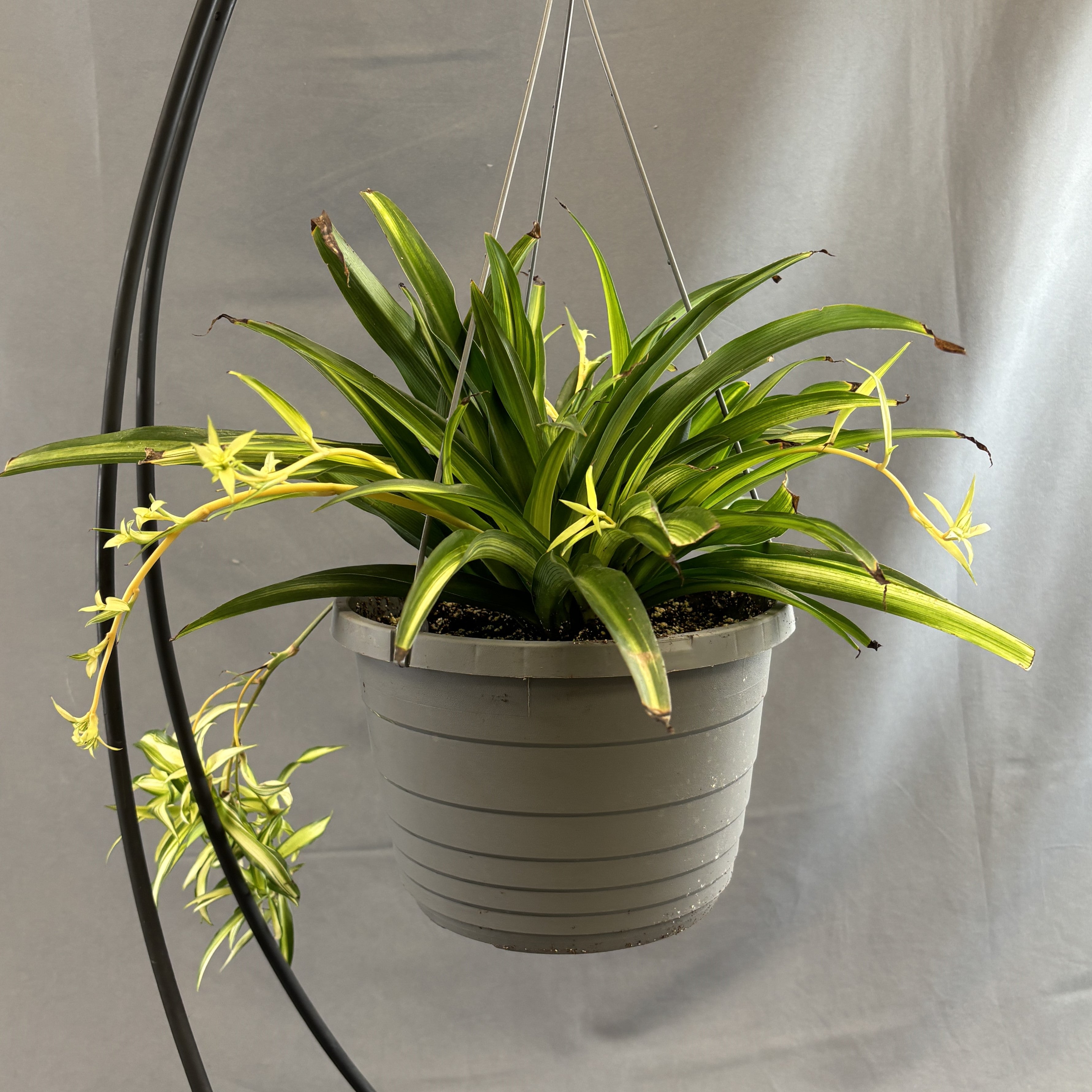 spider plant kingdom Spider Plant – Scott's Nursery Ltd