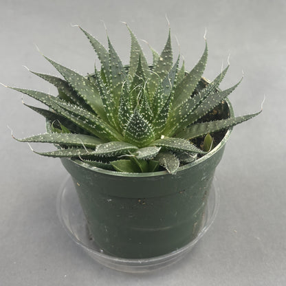 Aloe 'Snow or Lace Aloe'