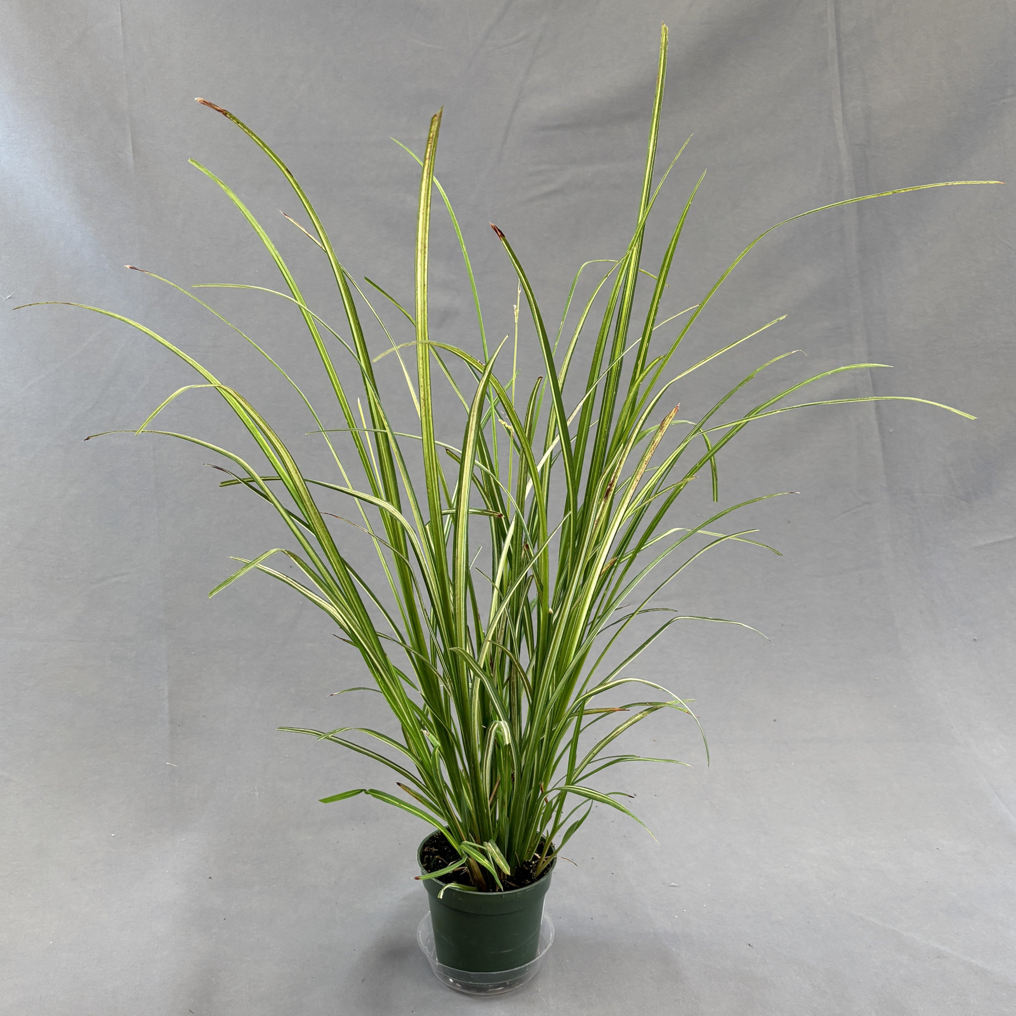 Starlight Spider Plant