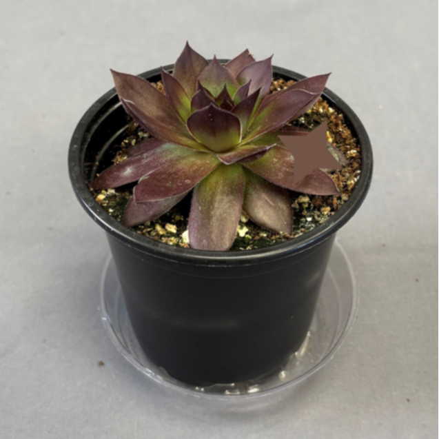 Onyx Hens And Chicks