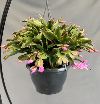 Christmas/Thanksgiving Cactus