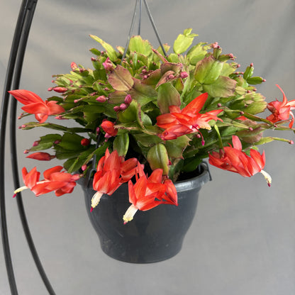 Christmas/Thanksgiving Cactus