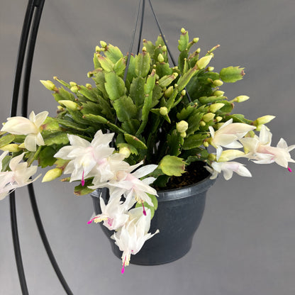 Christmas/Thanksgiving Cactus