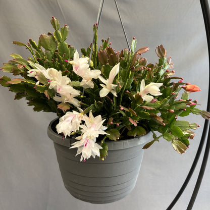 Christmas/Thanksgiving Cactus
