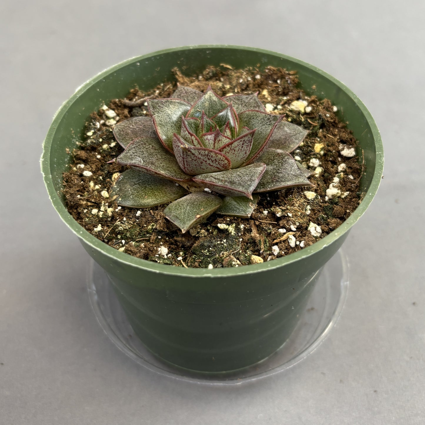 Echeveria purpusorum