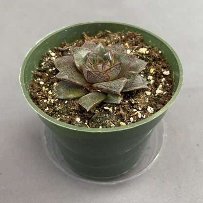 Echeveria purpusorum