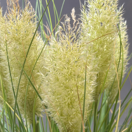 Pampas Grass