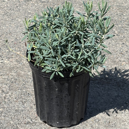 Bog Rosemary 'Blue Ice'