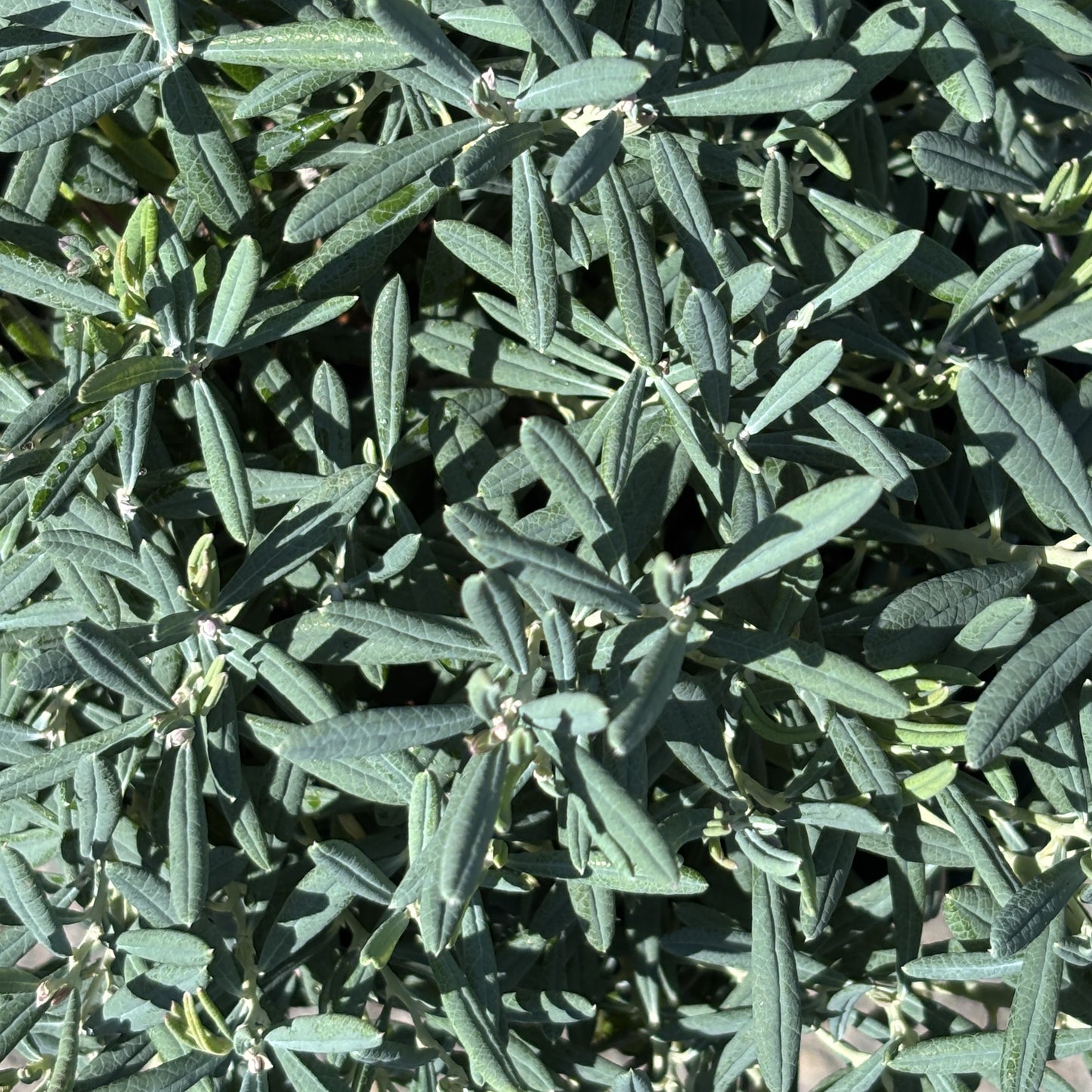 Bog Rosemary 'Blue Ice'