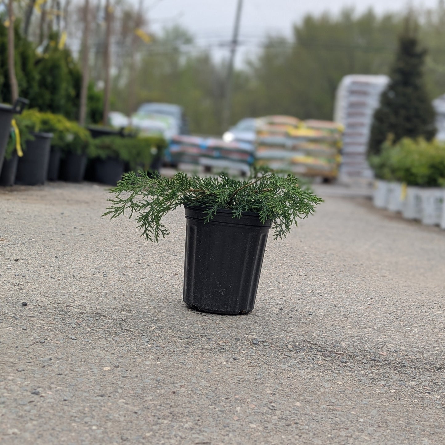 Cypress 'Northern Pride' Siberian