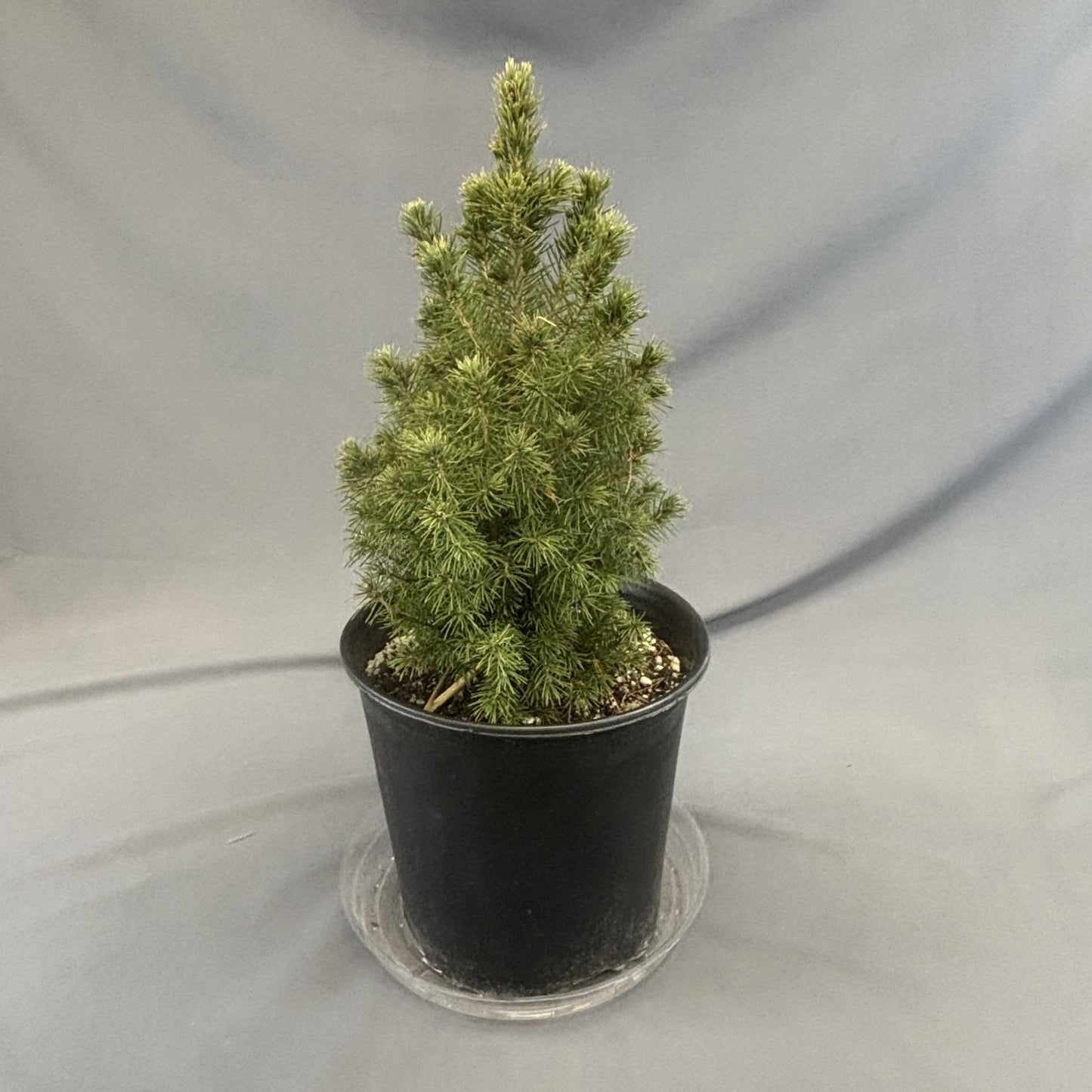 Spruce 'Alberta' Dwarf