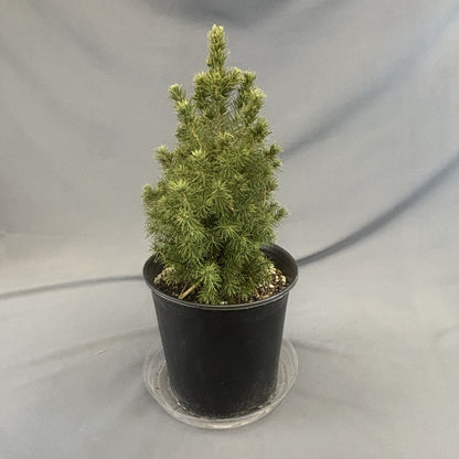 Spruce 'Alberta' Dwarf