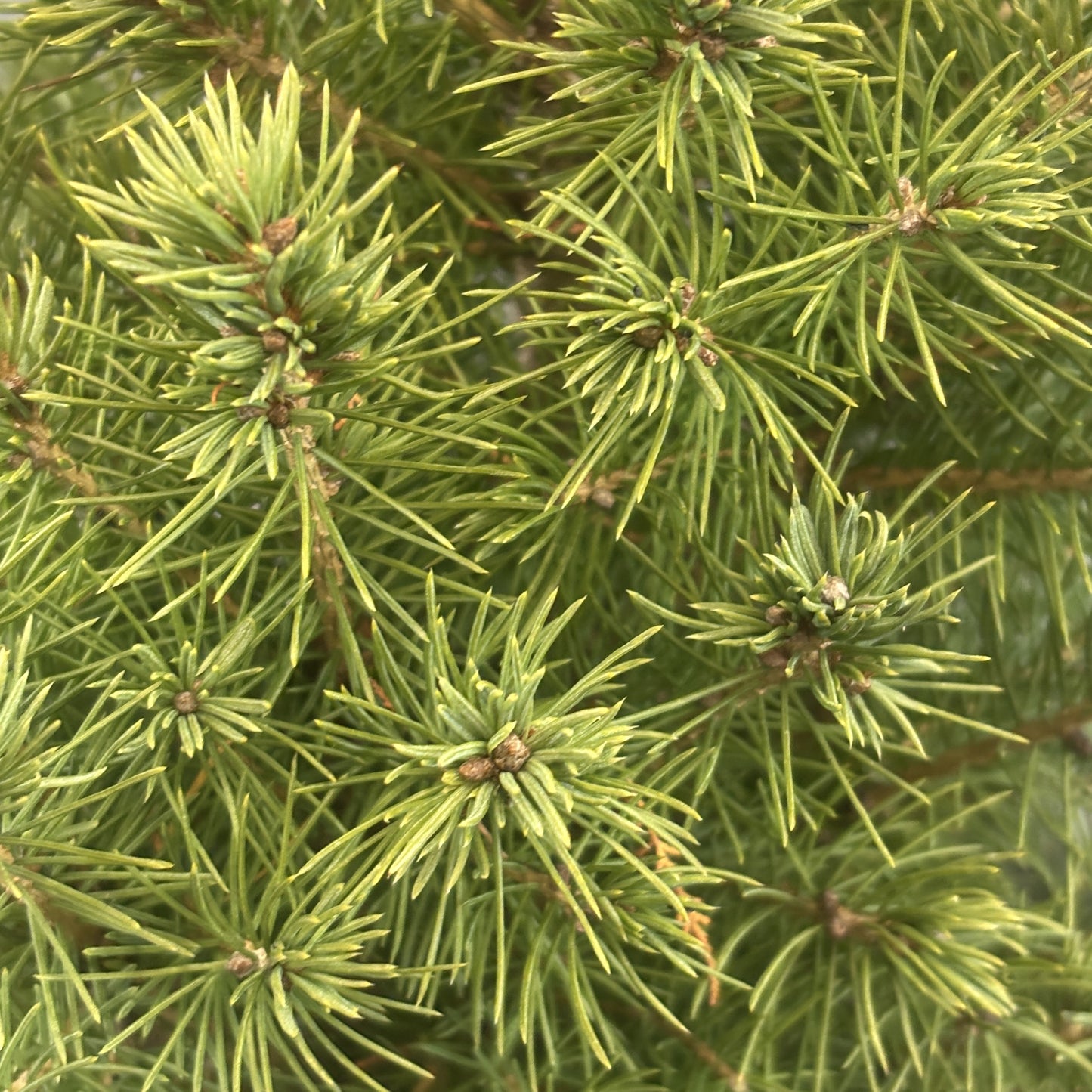 Spruce 'Alberta' Dwarf