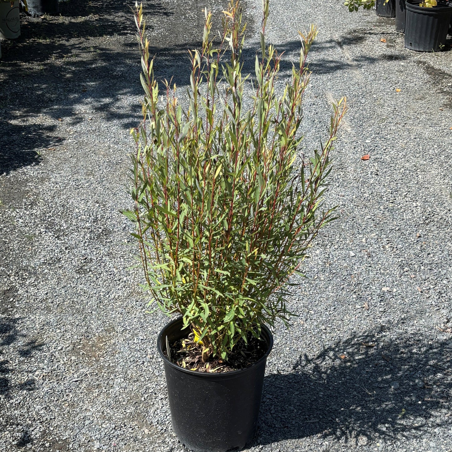 Dwarf Willow 'Arctic Blue'