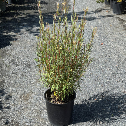 Dwarf Willow 'Arctic Blue'