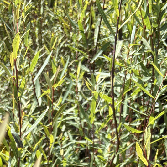 Dwarf Willow 'Arctic Blue'