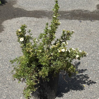 Spirea 'Little Princess'