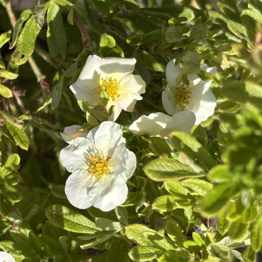 Spirea 'Little Princess'